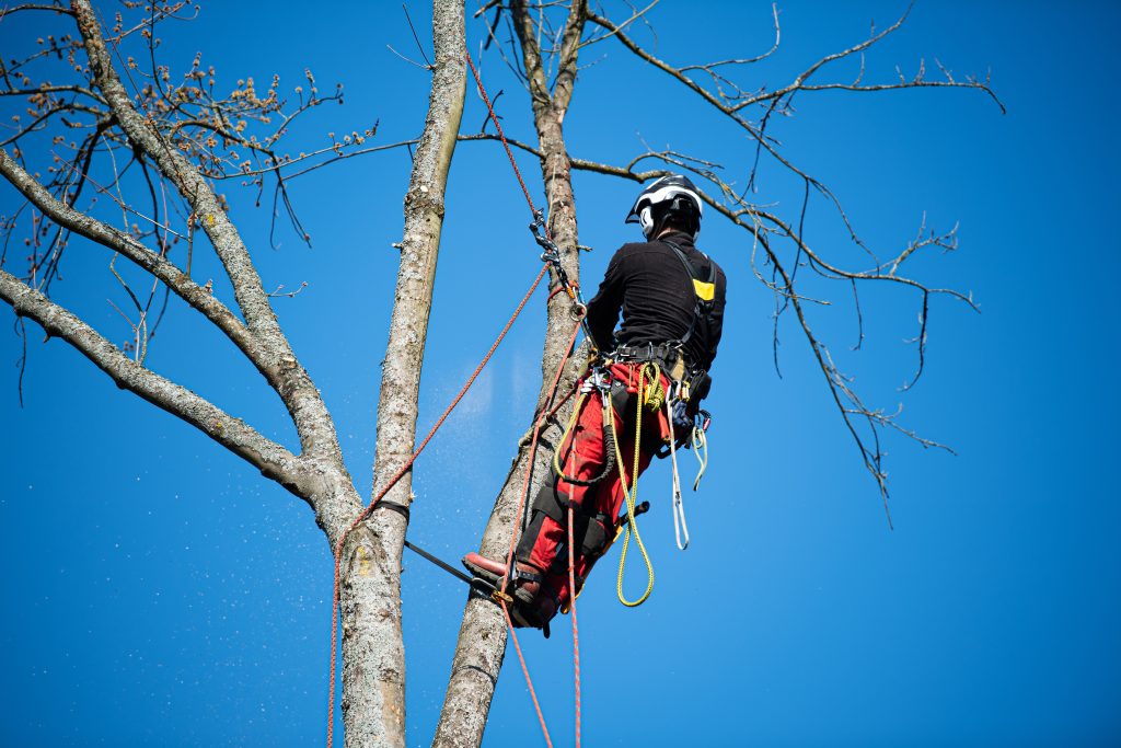 Top Signs Your Arizona Trees Need Trimming Now