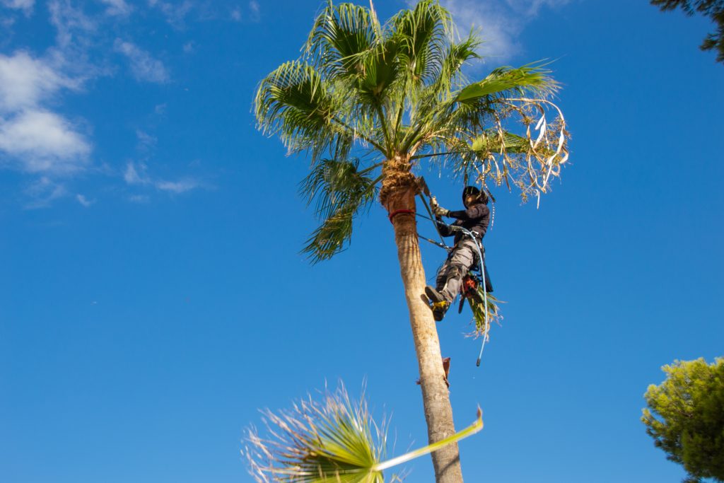 guy on palm tree prunning