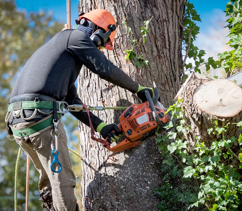 Why Fall Is the Best Time to Trim Trees in Arizona