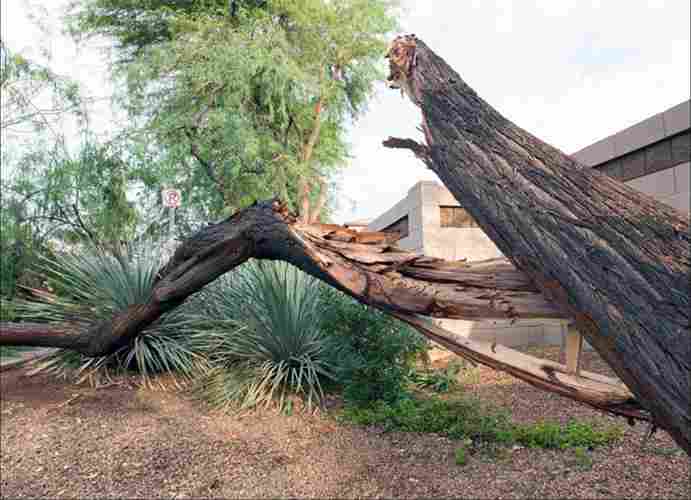 A large tree with a fractured and splintered trunk lying across landscaping bushes after a severe storm.