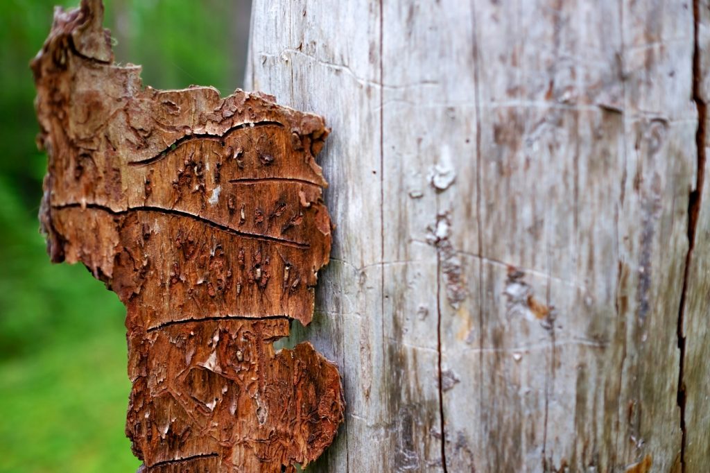 Here are the top 3 tree pests to watch for in Arizona during September.
