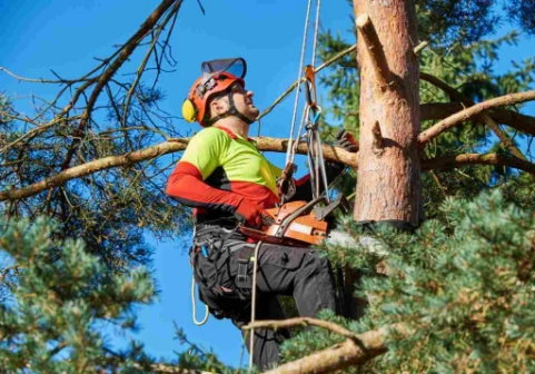 Arborist in a safety helmet and harness cutting a high branch with a chainsaw in a tall tree.