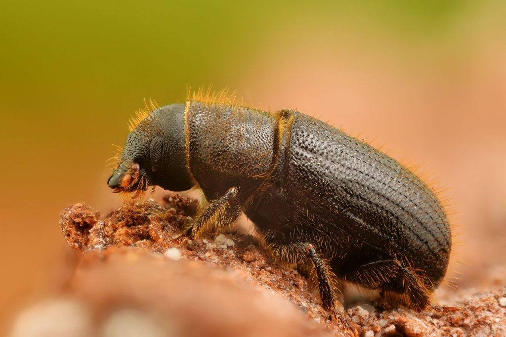 Winter Pests: How to Keep Your Home and Landscape Protected
