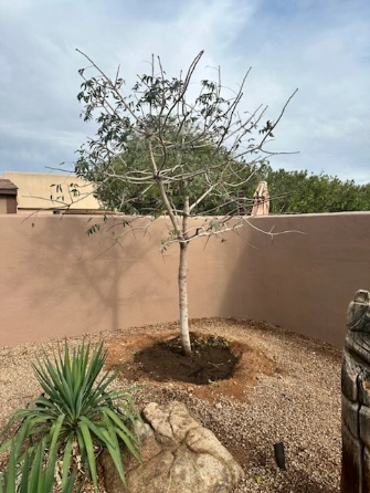 A slender young tree stands in a mulched planting bed within a gravel-covered desert landscape.