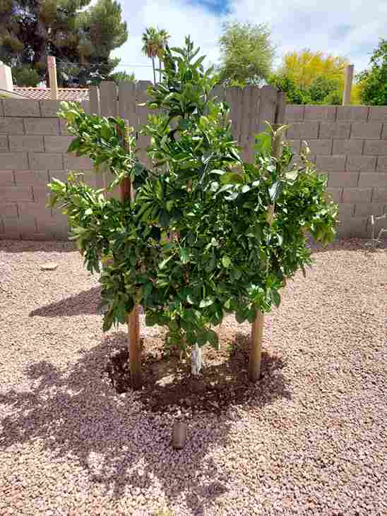 Choosing the Right Trees for a New Year Landscape Revamp