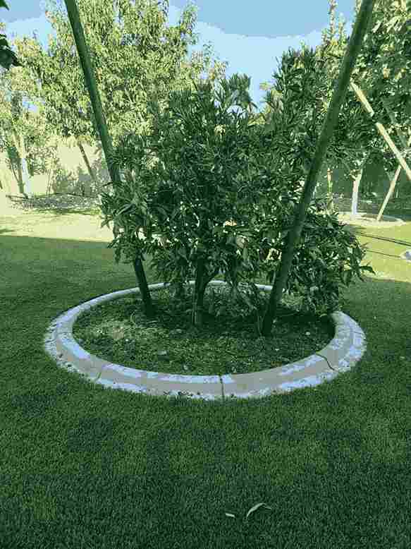 Best Trees to Plant in Spring for Shade & Low Maintenance