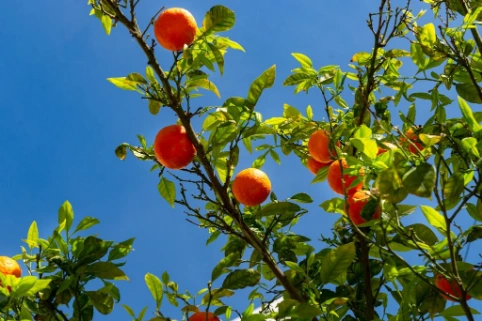 Orange apricots ripening on a sunlit tree against a clear blue sky.