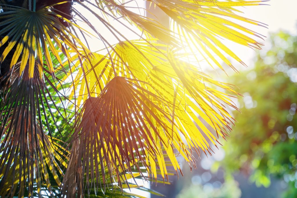 A Guide to Preparing Your Yard for Arizona’s Summer Heatwave