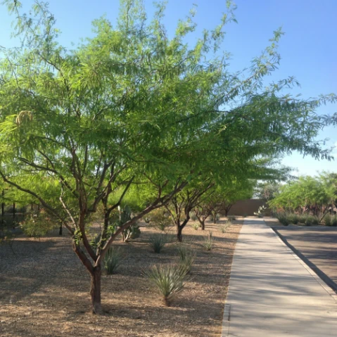 A row of green mesquite trees lines a paved walkway in a desert landscape.