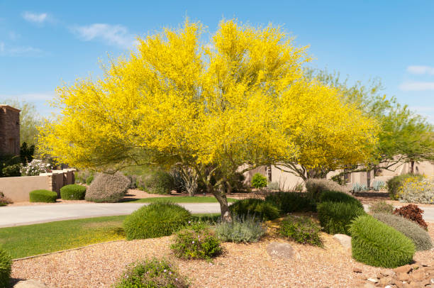 The Best Drought-Tolerant Trees for Arizona Backyards