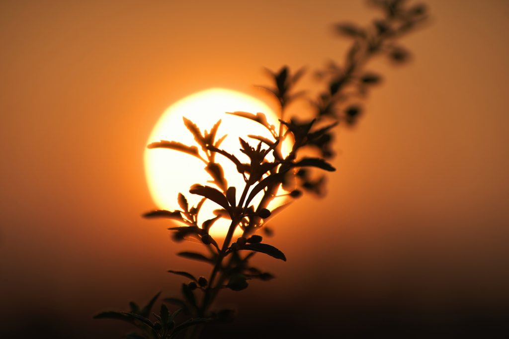 From Dry to Thriving: How to Save Heat-Stressed Trees in Arizona