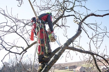 Arborist in protective gear climbing a bare tree branch with safety harness and ropes, performing pruning work.
