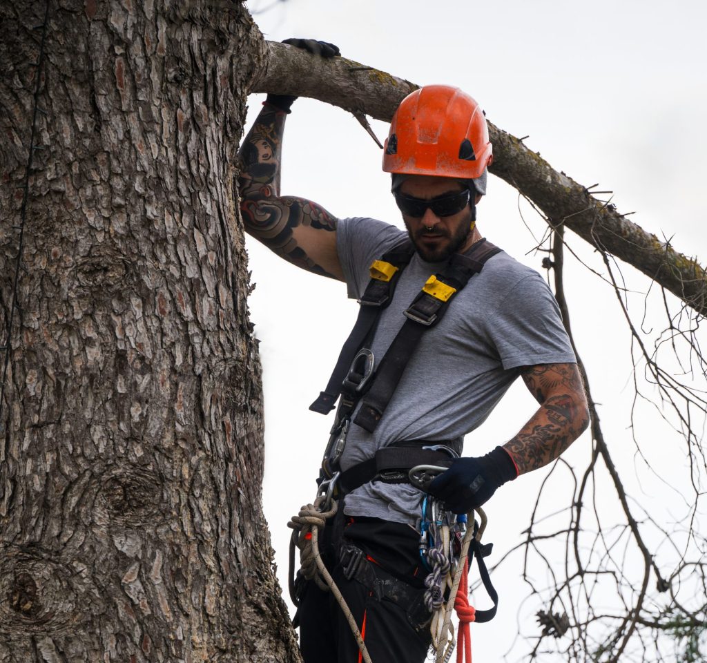 Why the New Year Is the Perfect Time for a Tree Inspection in Arizona