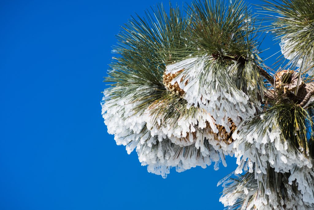 Top Five Winter Tree Care Mistakes in Phoenix – and How to Avoid Them