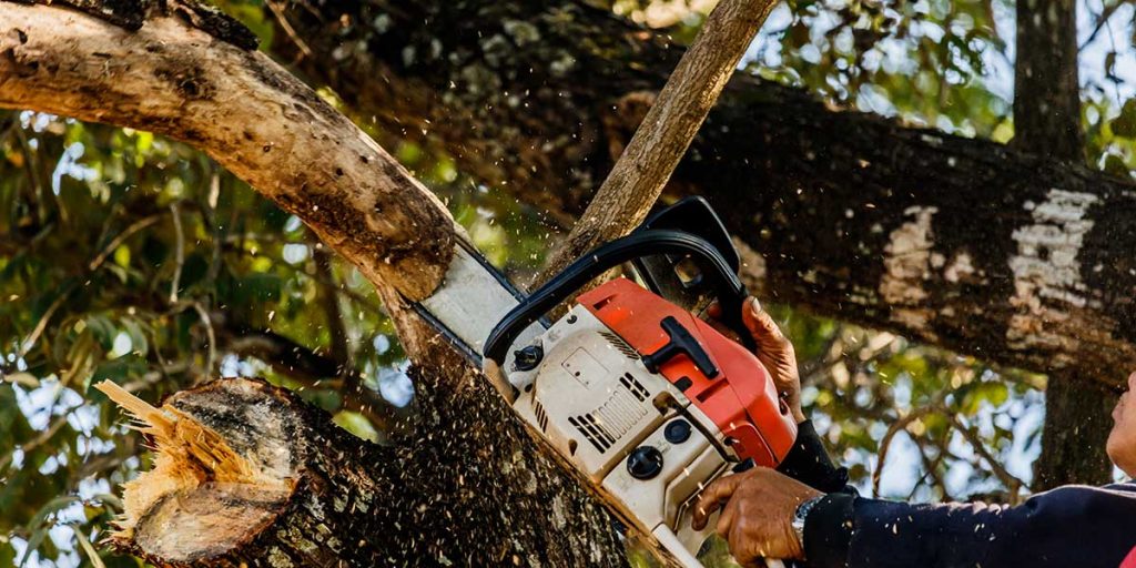 The Complete Guide to Tree Services Every Phoenix Homeowner Should Know