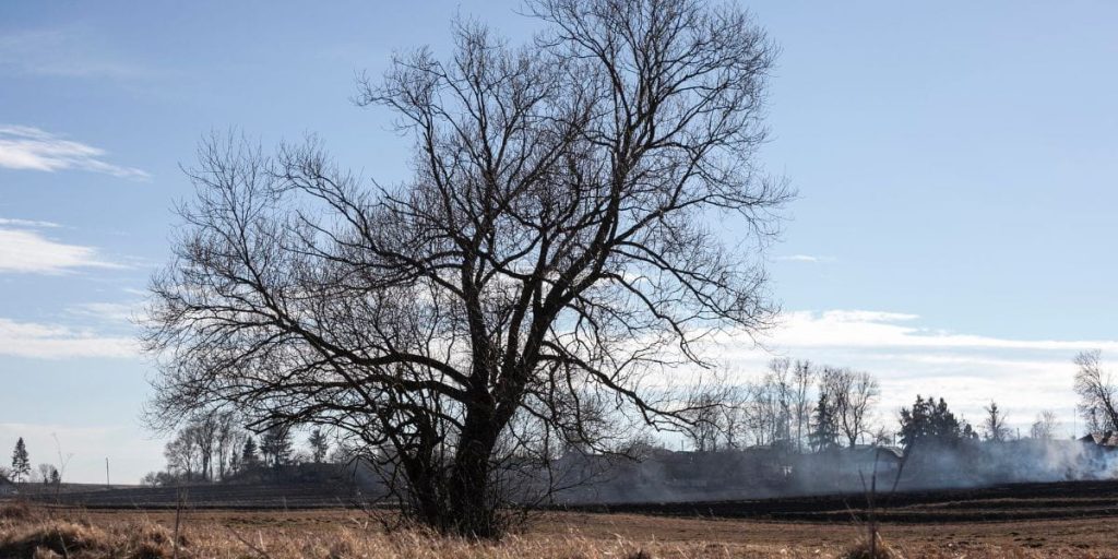 5 Signs Your Tree Is Dying