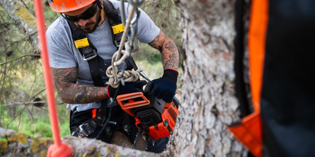 How Long Does It Take To Remove a Tree?