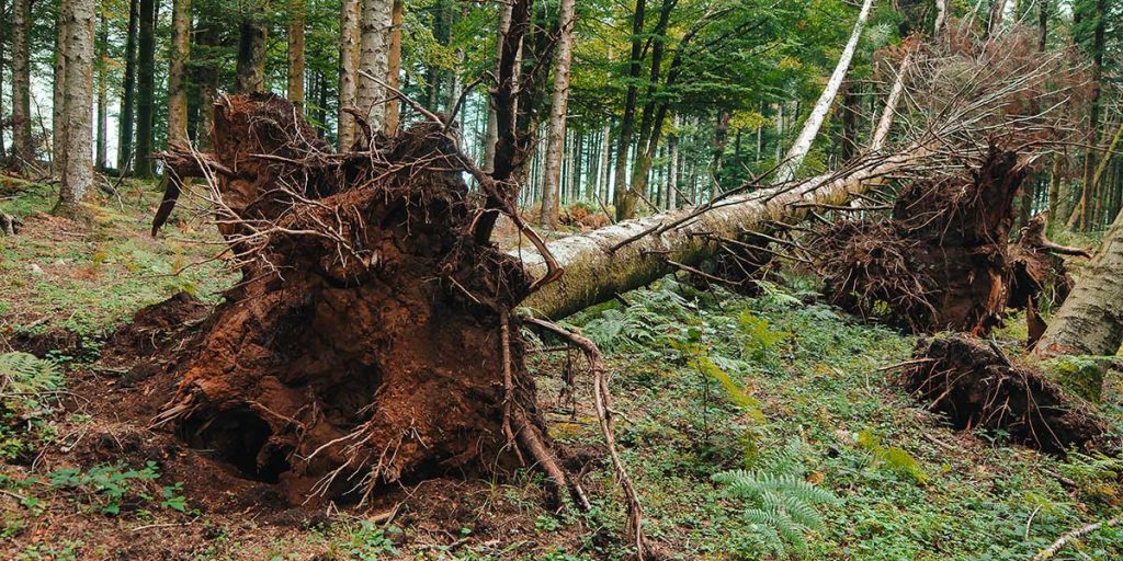 Can an Uprooted Tree Be Saved?