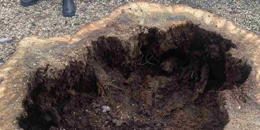 How To Tell If a Tree Is Rotten From the Inside