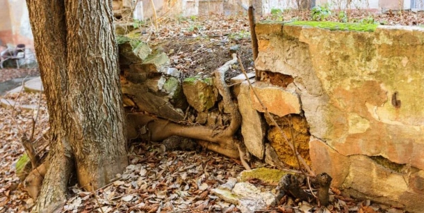 How Roots Damage Your Foundations