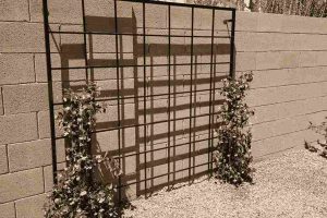 Trellis