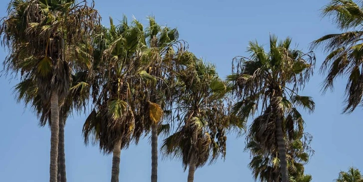 How To Know When a Diseased Palm Tree Needs Removal