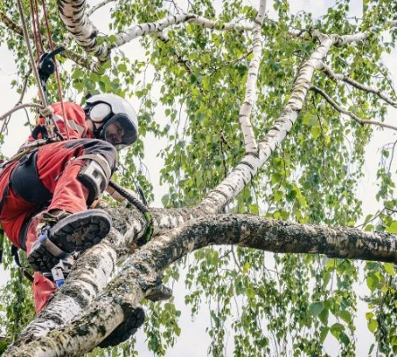 An arborist wearing a safety harness and helmet works high in the branches of a birch tree during tree trimming operations.