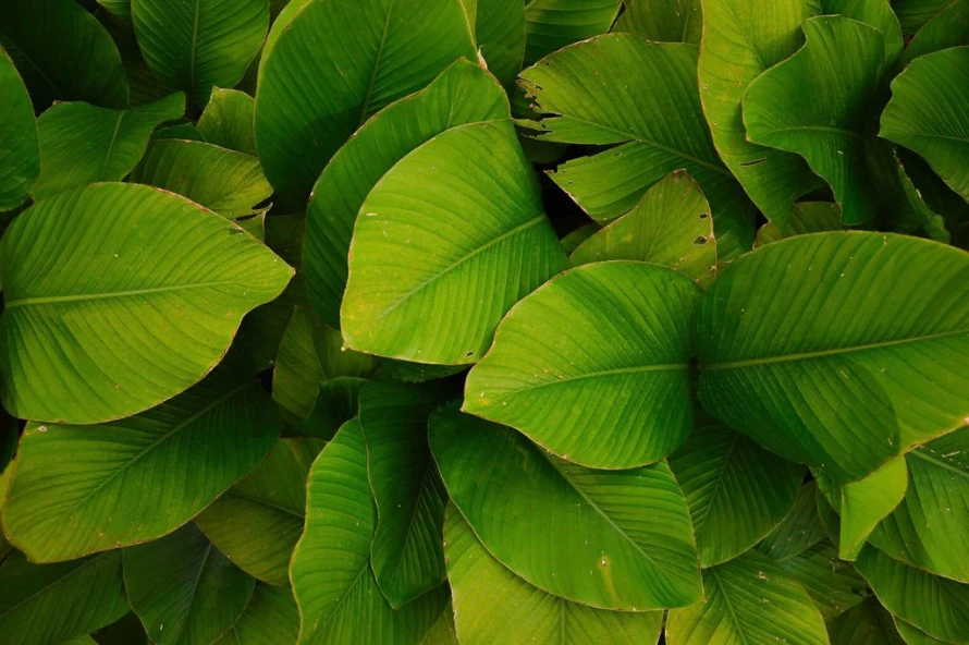Close-up of overlapping large green leaves with pronounced veins in a lush plant bed in bright light.