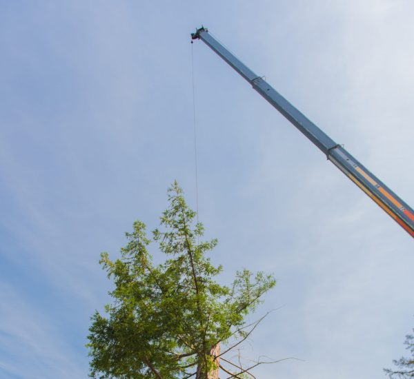 Low-angle photograph of a crane boom lifting the top section of a tall redwood tree with a cable against a blue sky.