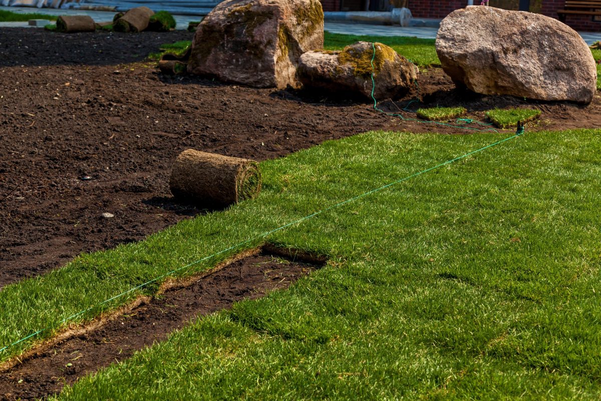 Fresh sod being installed over prepared soil with decorative boulders.